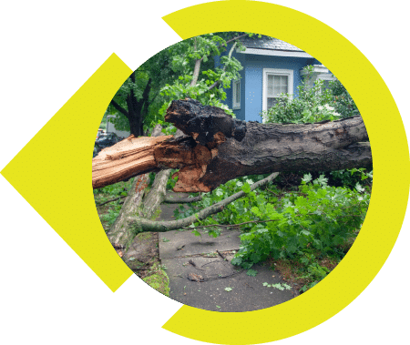 Broken tree branch fallen on a sidewalk in front of a house, aftermath of a storm